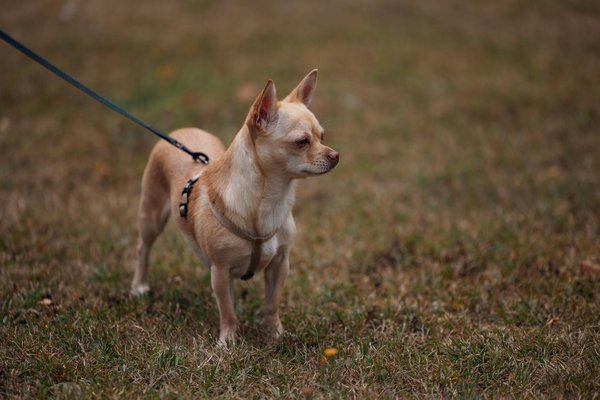 What are the top sustainable living tips for UK homes?